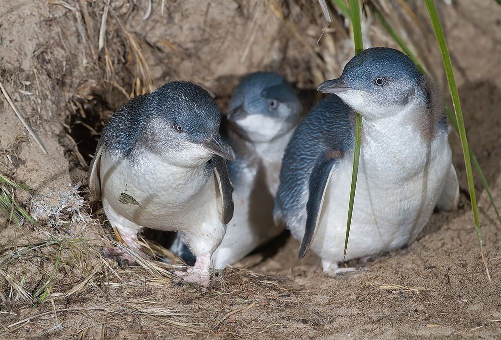 Little Penguin (Eudyptula minor) family exiting burrow, Bruny Island, Tasmania, Australia. Photo: JJ Harrison (https://www.jjharrison.com.au/)