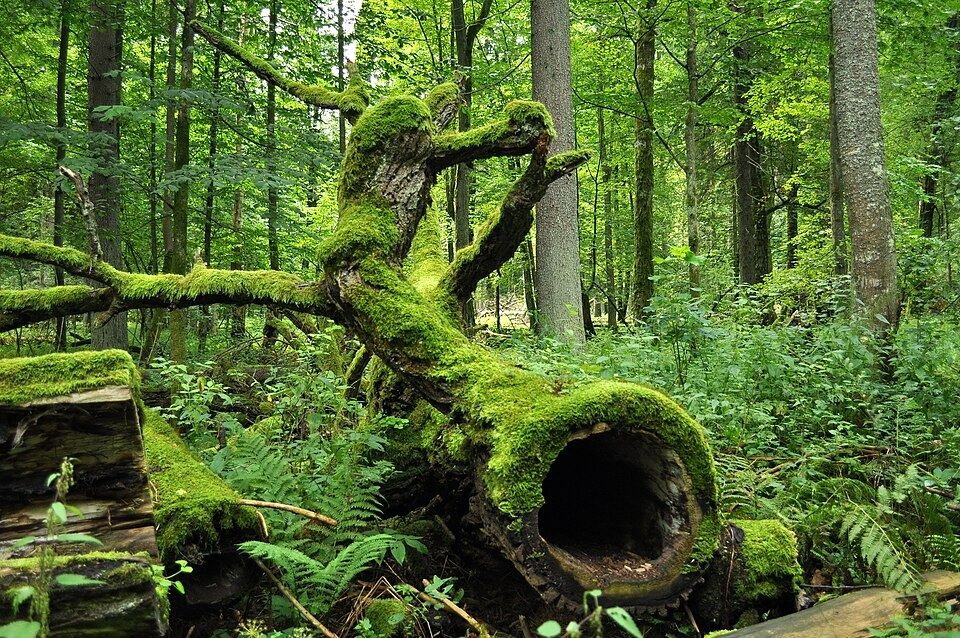 Fallen tree in the Białowieża Forest, Poland, photo: Jacek Karczmarz