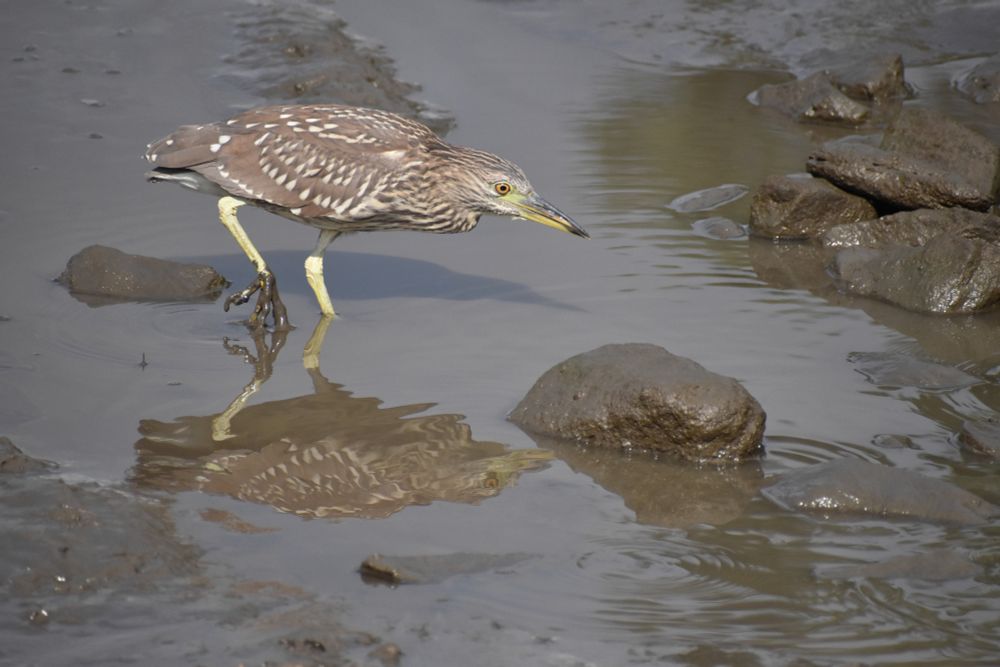 NIght Heron, mid-step, ready to pounce on fish.