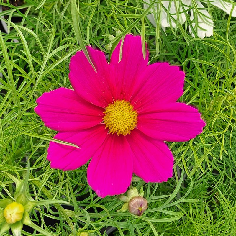 Photograph of a pink cosmos flower with a background of its own green foliage.