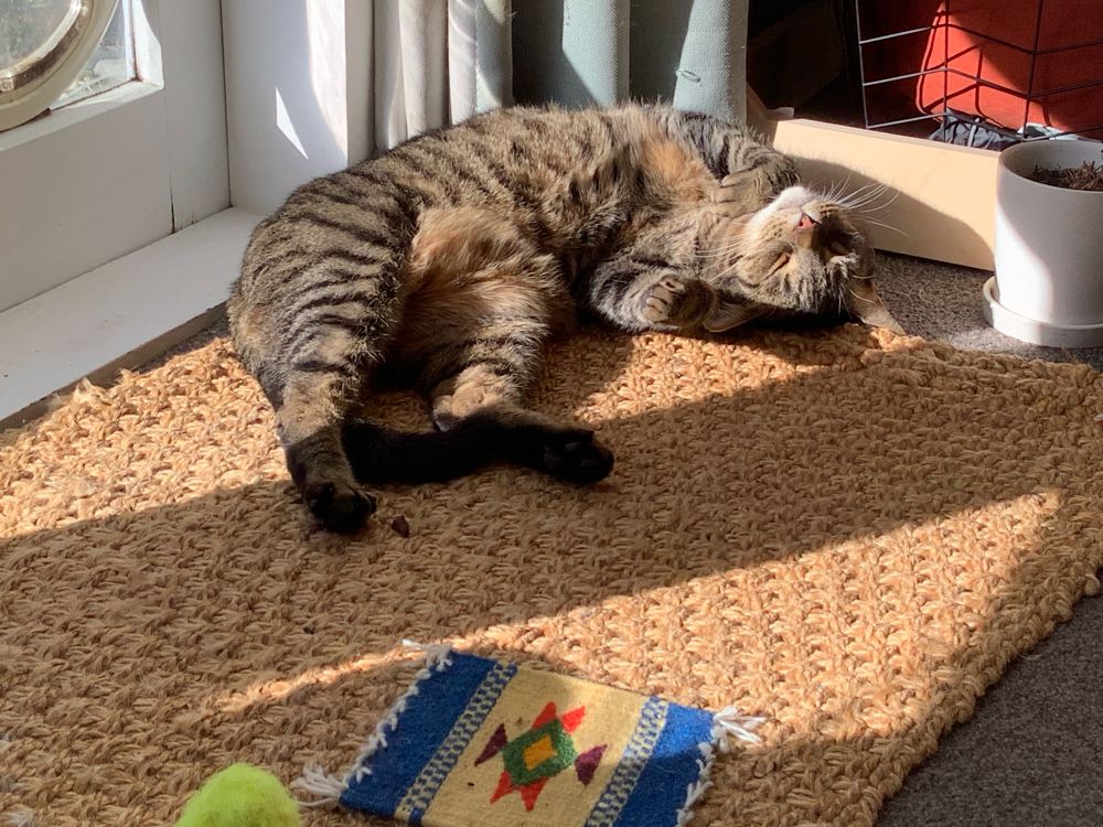 Tabby cat rolling in the sun