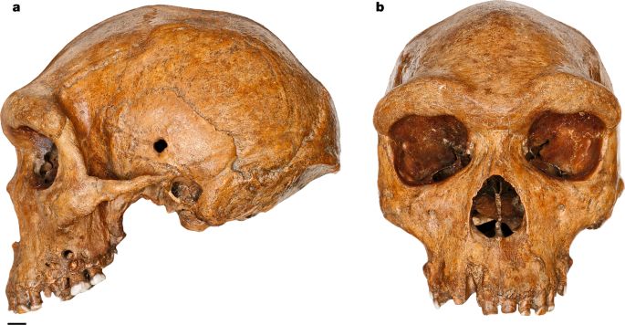 The African Homo heidelbergensis skull Kabwe 1. It has a large, long, low brow case; heavy brow ridges; and a forward-projecting maxilla. Image via the 2020 Nature paper “Dating the skull from Broken Hill, Zambia, and its position in human evolution” by Grün et al.