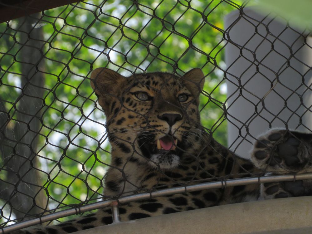 An Amur leopard laying against a chain link fence barrier. The leopard has pale green eyes. Rather than the pale yellow of an African leopard, the fur is a deep gold, almost orange color. They are panting in the summer heat, showing off a pink tongue and large lower canines. One of their paws is pressed against the wire mesh of the fence, showing off the black pads of their toes and foot sole.