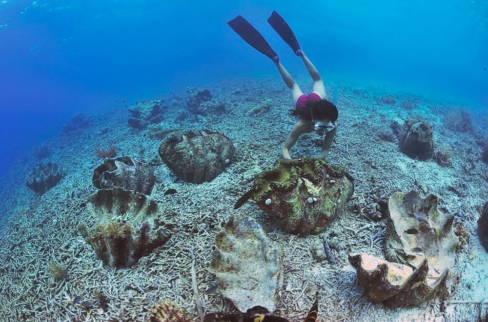 Giant clams, iconic and imperiled, may get U.S. endangered species protection