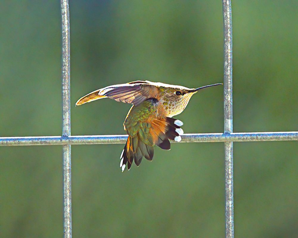 Hummingbird with tailfeathers bent down and wings spread stands on a wire fence. Body and tail bent down are orange and green with black and white tipped feathers. Breast is spackled gray.