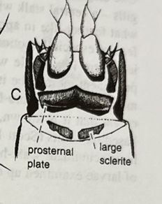 From (Wiggins, 1996)