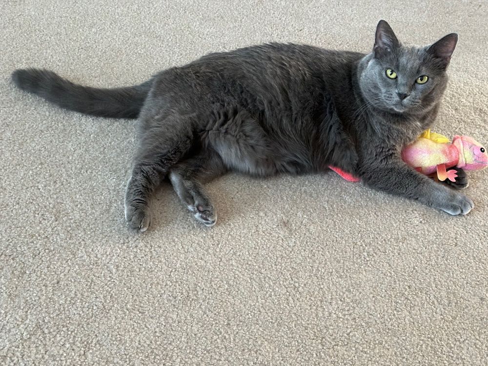 Velvety grey cat snuggling a coral colored stuffed chameleon