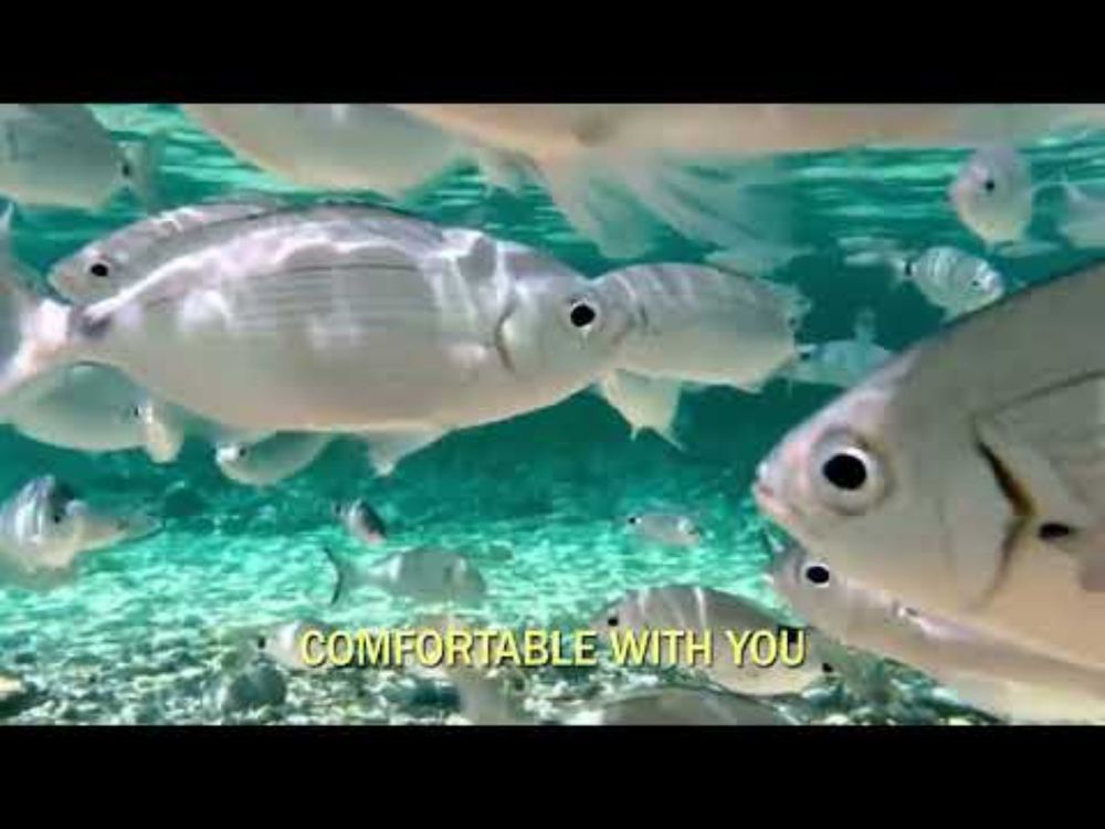 Phoenix Wise & The Resistance - Feel Together (Animal Rights and Vegan Official Music Video)