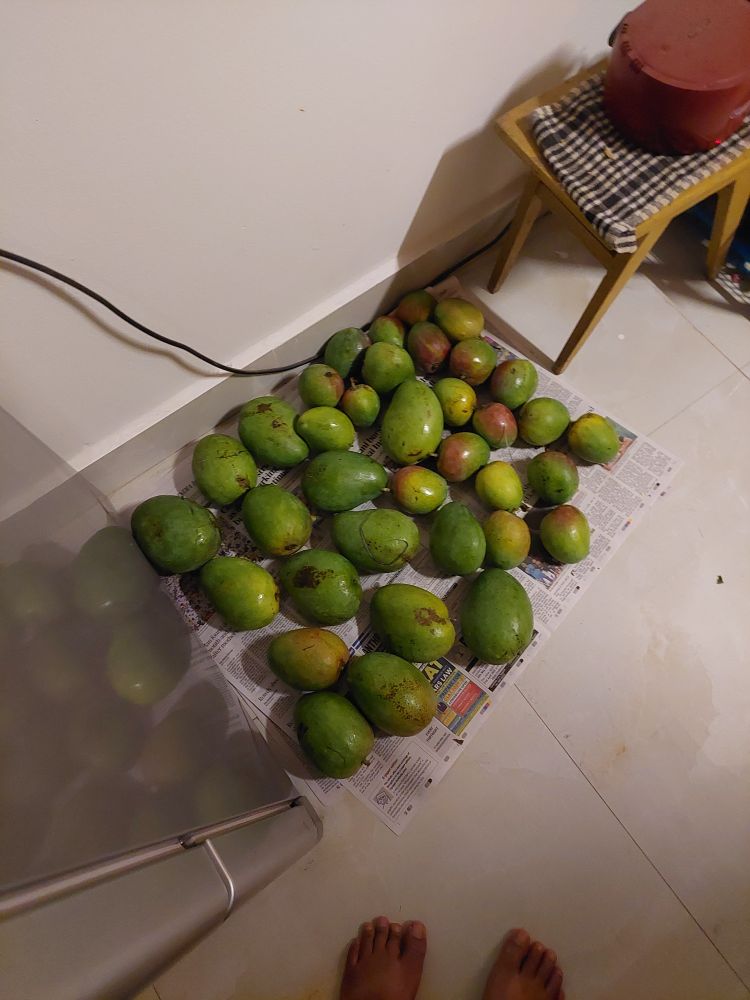 Our family friend and go-to taxi guy brought these from his native place