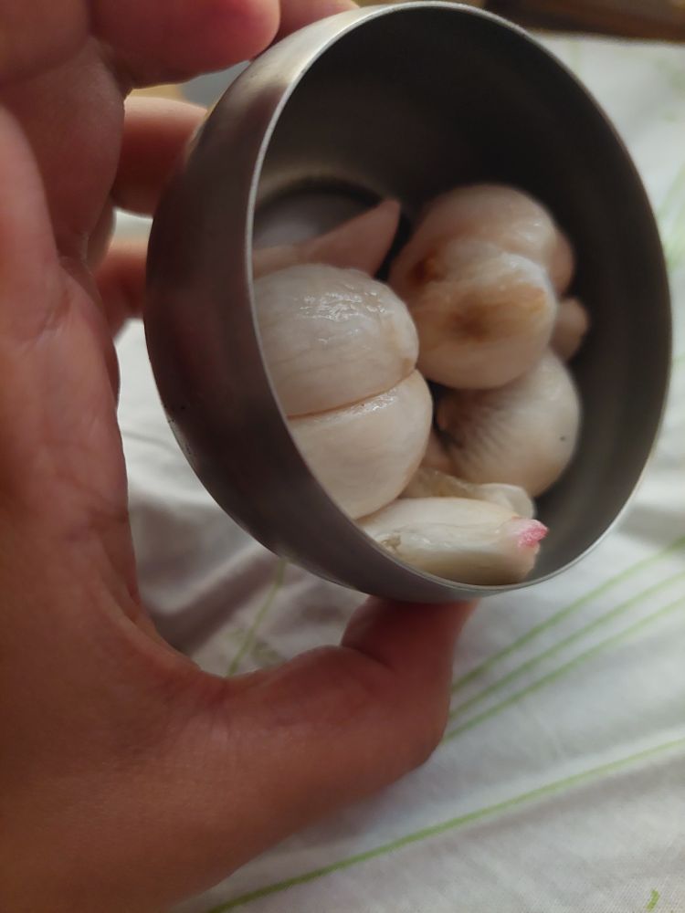 Small bowl with my favourite fruit, mangosteen (it kinda looks like garlic no?)