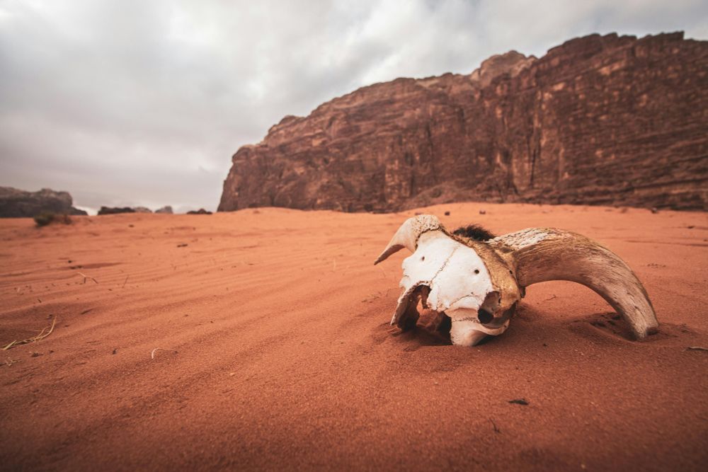 Picture of a desert with a cloudy sky, mountains on the background, and the skull of a goat on the foreground.
