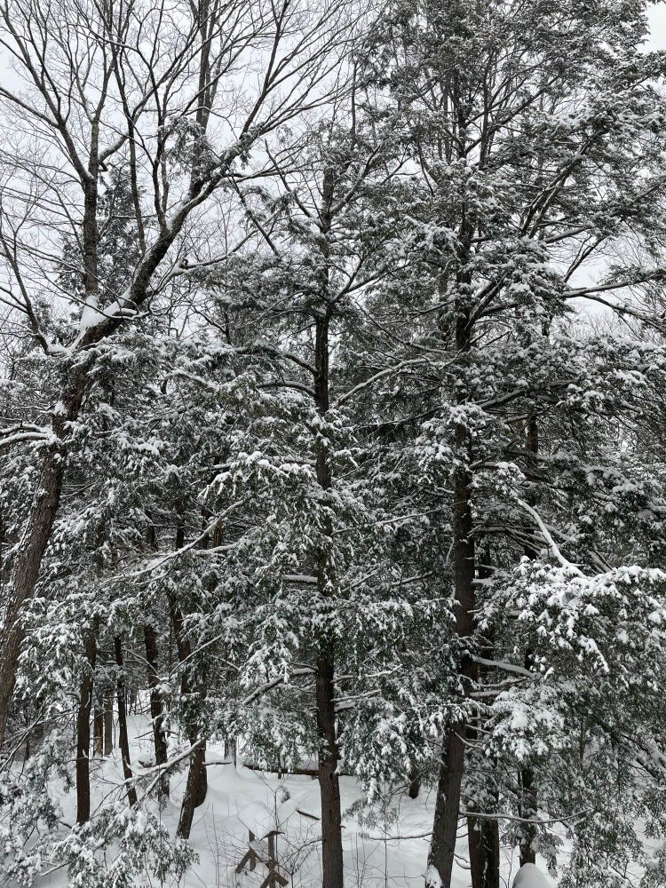A cluster of old growth evergreen trees, mostly Hemlock, their branches laden with freshly fallen snow. Snowflakes gently fall in the foreground.