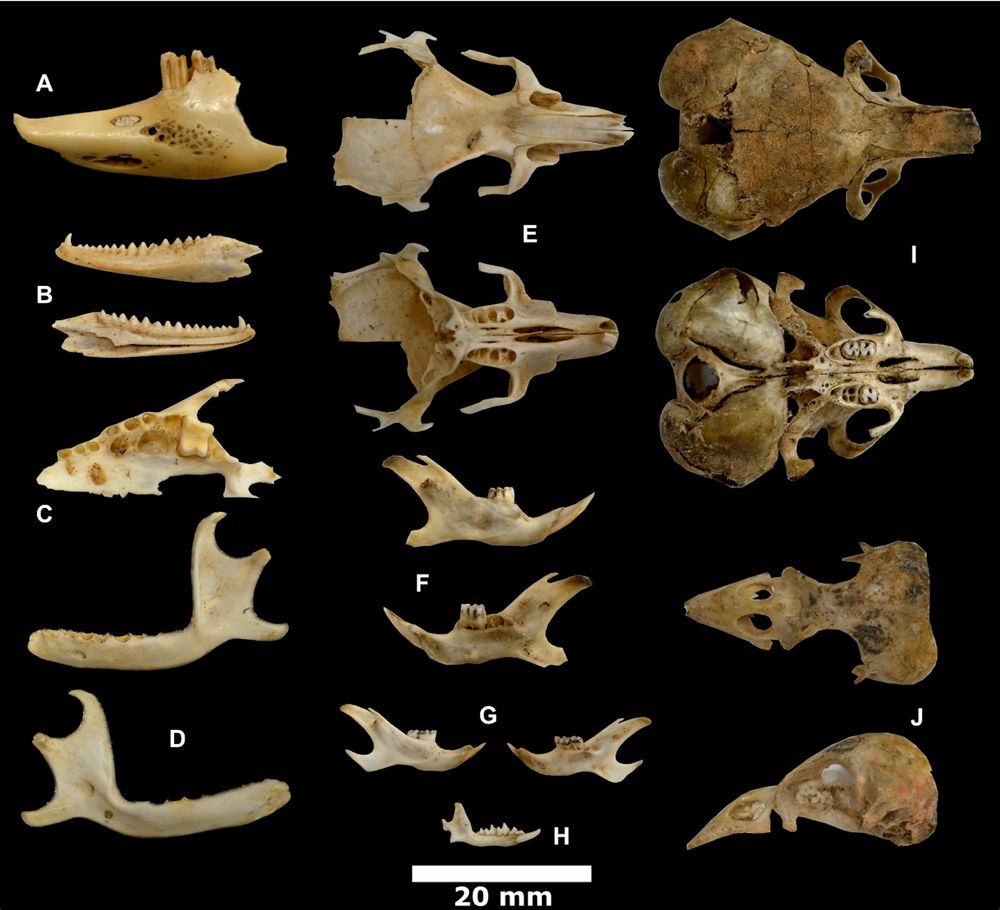 Some of the many microfauna remains recovered from Murubbeh Cave.