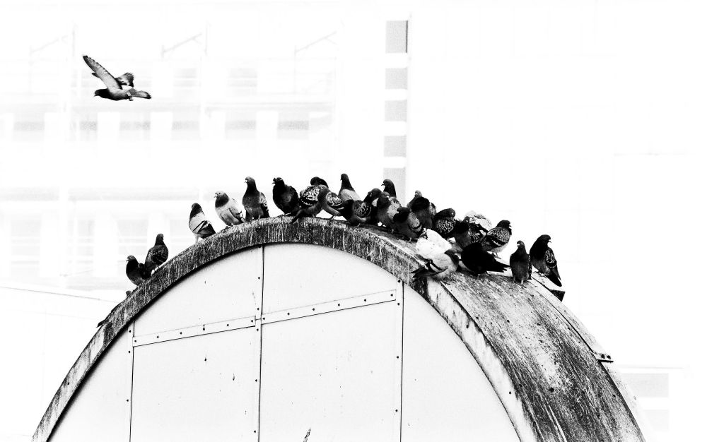 Viele Tauben sitzen auf einem Steinbogen, eine Taube fliegt nach links aus dem Bild. Das Bild ist sehr hoch belichtet und in schwarz-weiss bearbeitet, so dass man die Umrisse des Bogens und die Tauben in etwas dunklen Tönen, und die schemenhaften Umrisse des  Gebäude dahinter nur als vage Andeutung in hellem Grau wahrnimmt. Die ganze Szene wirkt unwirklich und wie von Raum und Zeit befreit. 