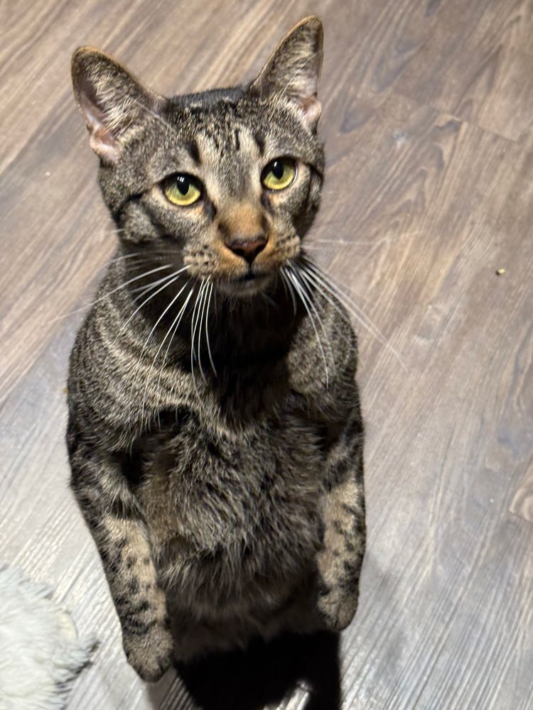 A brown tabby stands on his hind legs with his arms down and a very solemn look on his face. His eyes are green and locked on yours, as if he is about to impart some ancient wisdom, but what comes out is Pazuzu