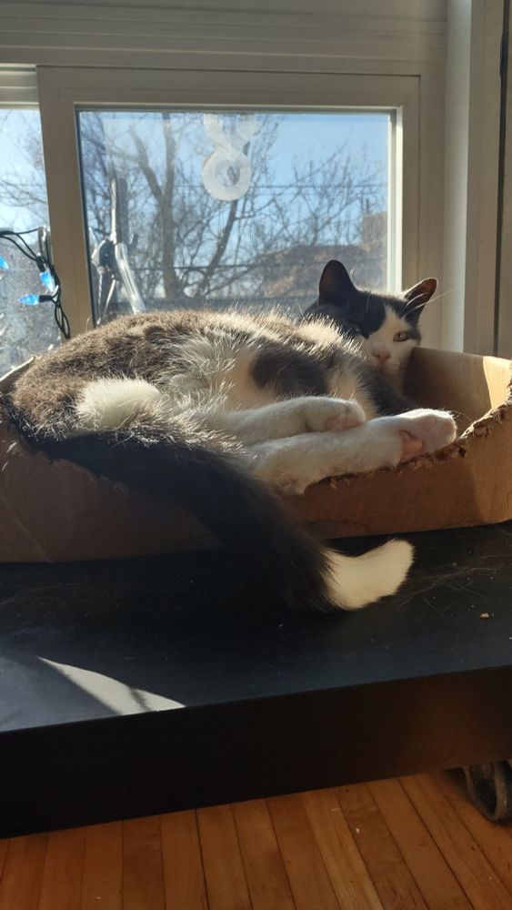 A grey and white tuxedo cat lounges balefully in a cardboard box by a sunny window. his feet are sticking over the edge of the box, because he is slightly too big for it. Pink toe beans are showing. One edge of the box has been chewed to the dickens.