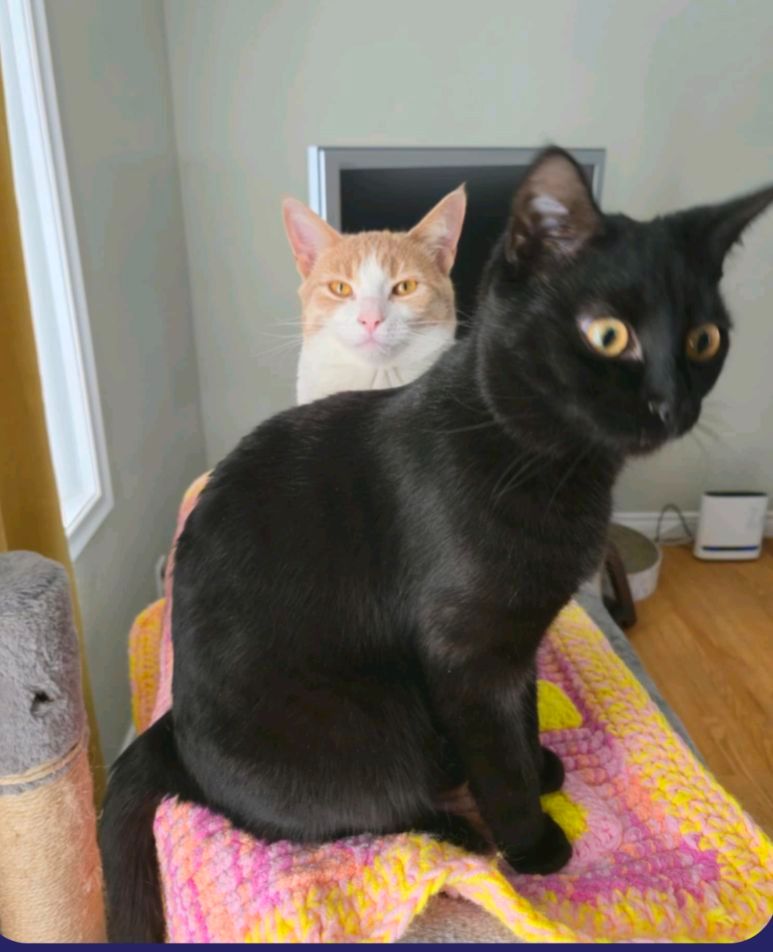 A picture of two cats - a skittish looking skinny black cat with gold eyes, and behind them, a steely eyed looking orange and white cat who looks like they are about to take over the world.