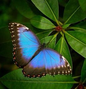 Blue butterfly🦋