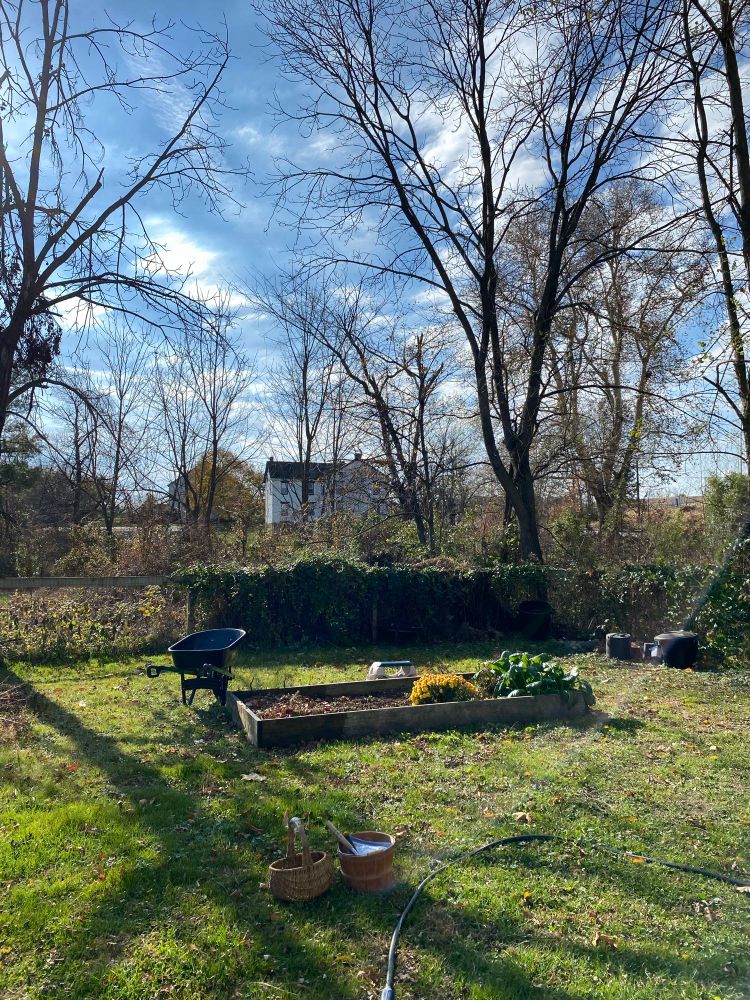 Here’s what the area looks like. It’s a slightly raised bed that only has mustard greens and a mum growing in it right now. But in summer, it gets fantastic morning to mid daylight and then kind of part shade in the afternoon.