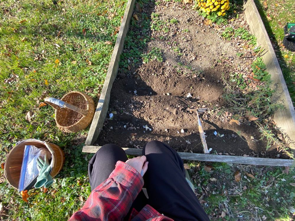 Here I’ve dug two rows in the nice brown soil of the squash and potato bed with my little trowel