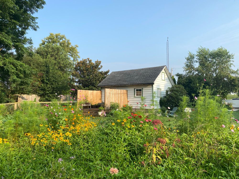 Picture of my beautiful cottage this morning with the colorful wildflower meadow in front of it