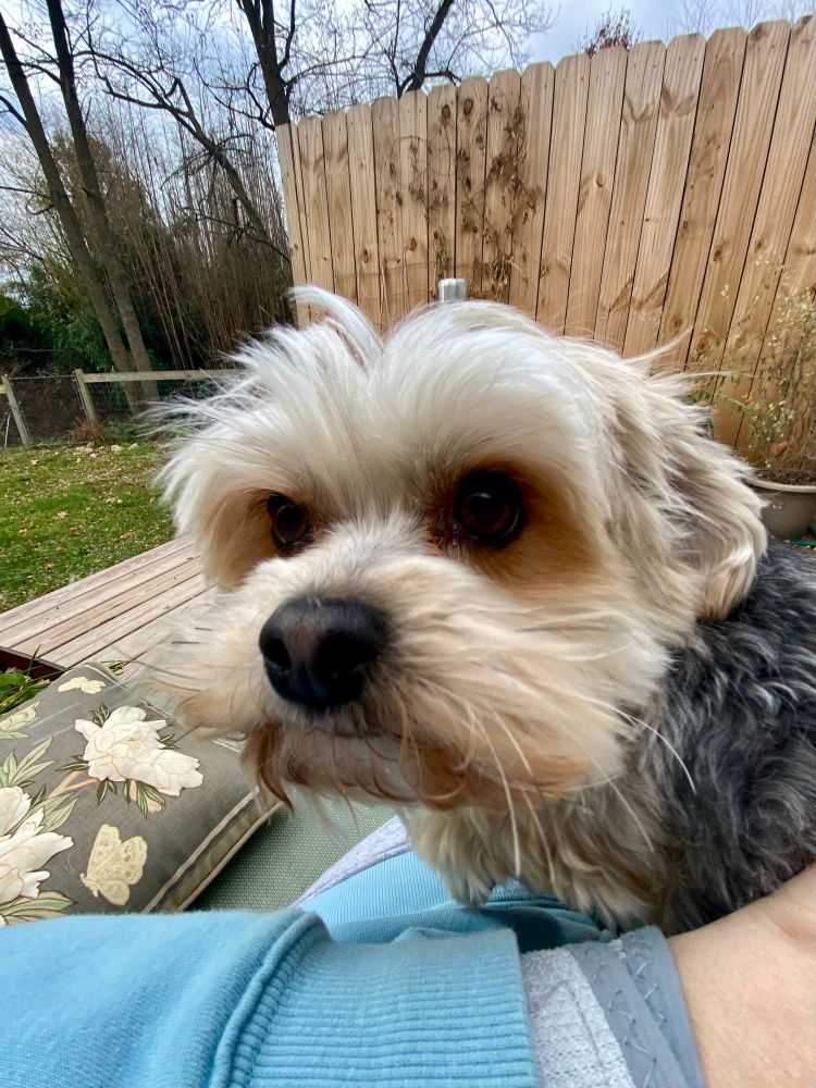 This is a picture of my land folks’ Yorkie, Baby Bella, sitting on my lap, looking at me with her big brown eyes
