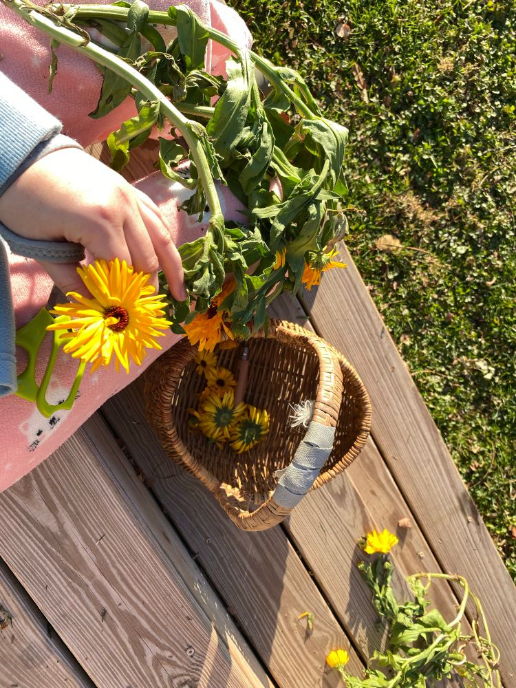 Picture of me on the steps of my deck you can see my basket yellow sunny Calendula or pot marigold plants that were ripped out yesterday, and I’m saving the flowers to use an herbal medicine