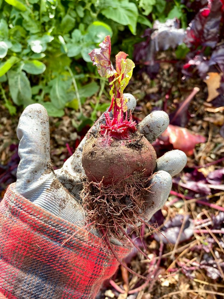 My gloved hand holding a beautiful beet! A little bit smaller than a baseball with its roots and some dirt still attached and a few fresh green beet leaves growing up the top