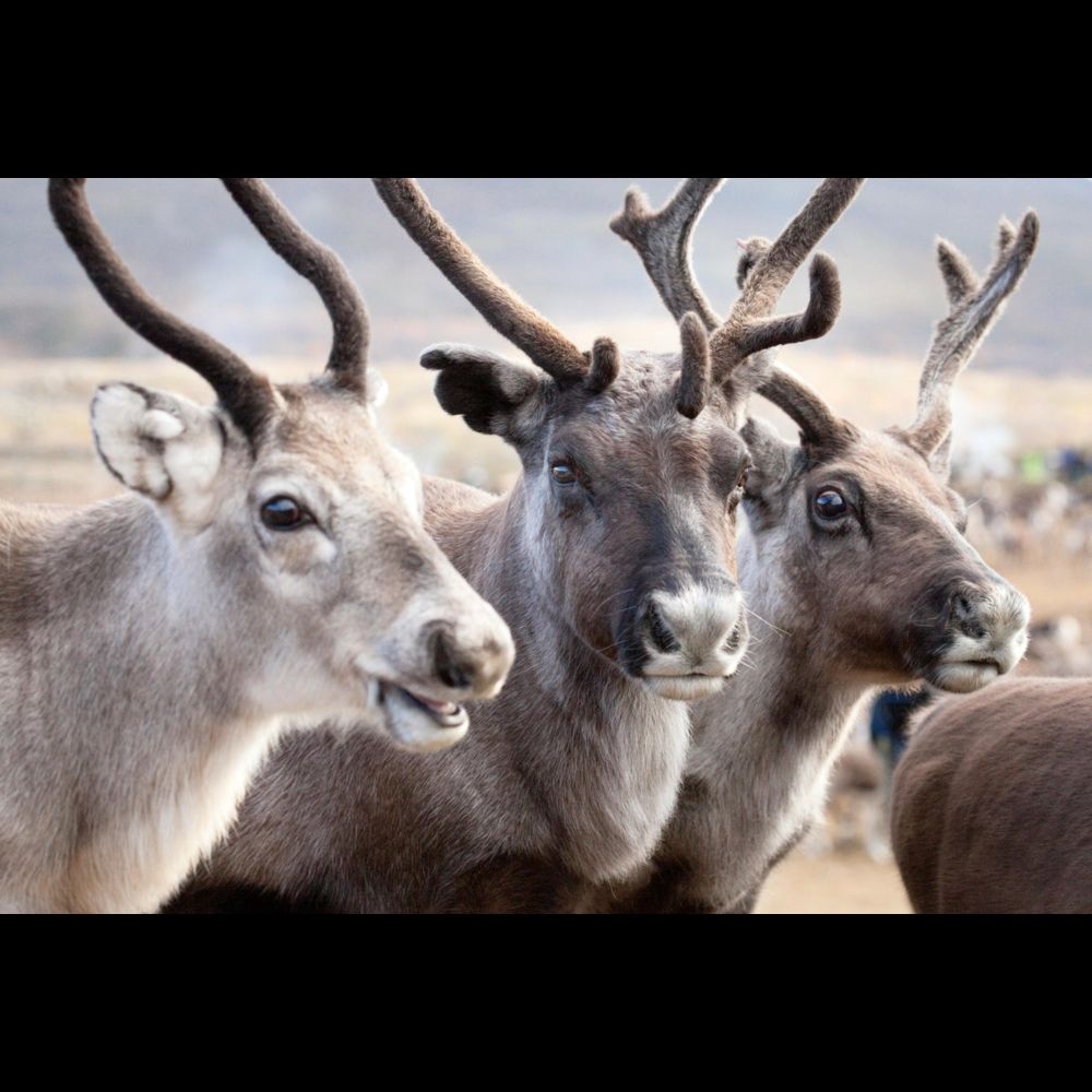 Reindeer Chew Their Food While Napping