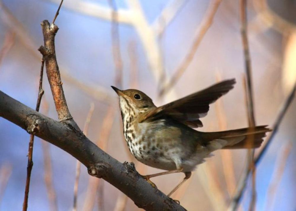 Is Your State Bird a Stupid State Bird? What It Should Be Instead.