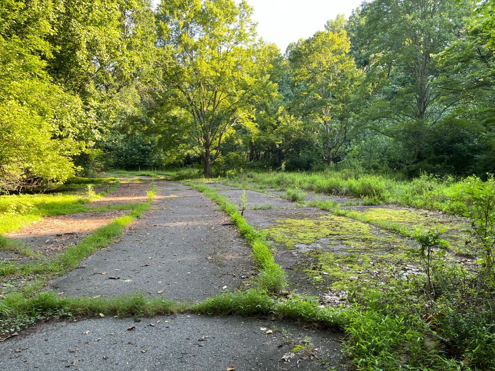Photo of a former parking lot with plants growing up through the asphalt 