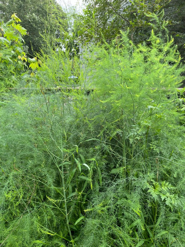 Photo of an asparagus patch showing the tall, feathery branches that grow from mature stalks. 