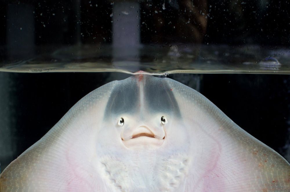 How Did an Aquarium Stingray Get Pregnant without a Mate?