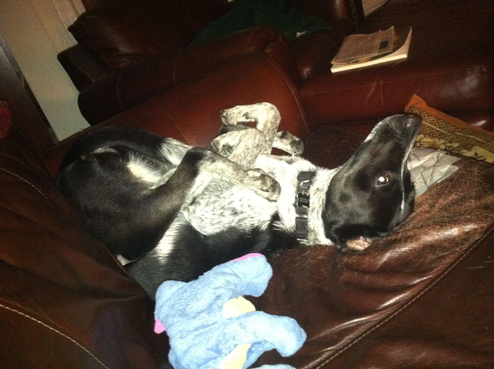 a dog lies on a couch in a weird-ass position