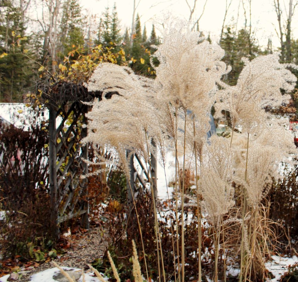Native grass seed heads. Photo by me, Karen Sloan.
https://www.flickr.com/photos/karensloan/54940810536
