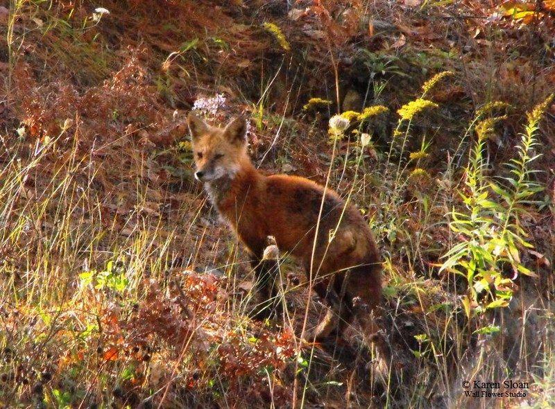Red fox (Vulpes vulpes) - My sweet neighbour, in Haliburton, Ontario.
Photo by me. 