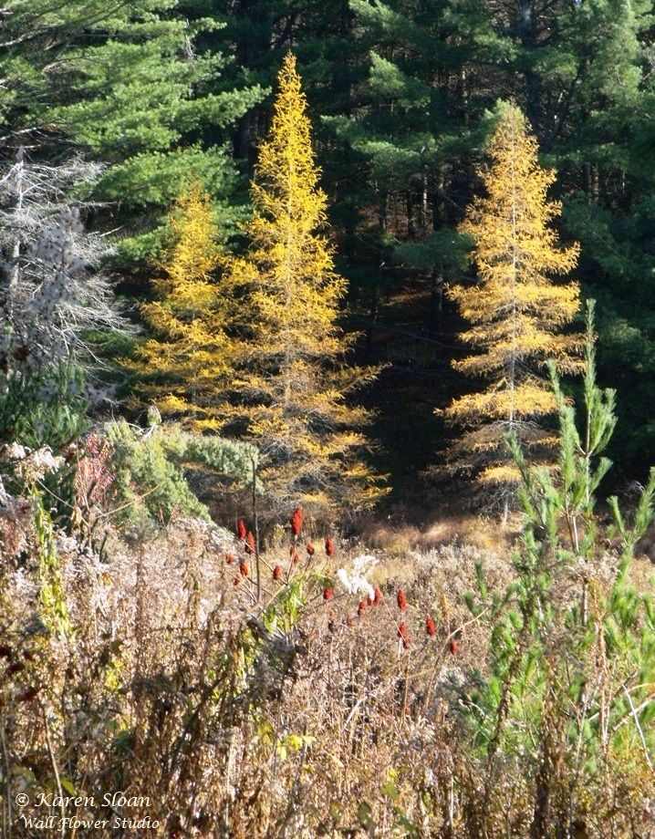 Three sister Larch trees, Haliburton, Ontario Canada
Photo by me, Karen Sloan  
https://www.flickr.com/photos/karensloan/51668986925/