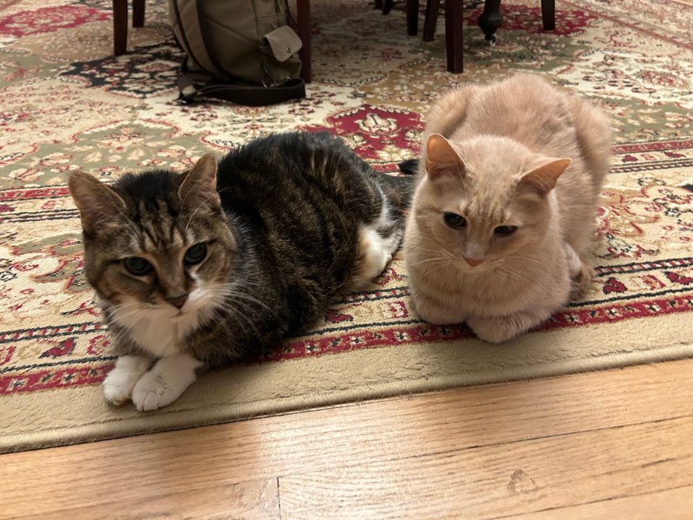 Tabby and white cat named Daphne sharing space with a buff cat named Chuck. They are laying on a red and beige pattern rug looking at the camera. 