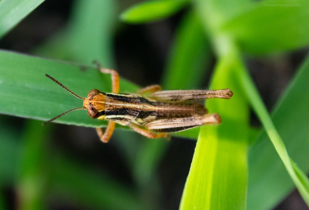 Taken with Canon T2i Rebel 
ISO 3200 50mm 0ev f/5.6 @ 1/320s
Raynox-DCR 250 with UV/CPL Filters

This little fella could be a Two-Stripped Grasshopper; I’m not an expert, but Red Legs and Two Strips are the most common species found in Maine.