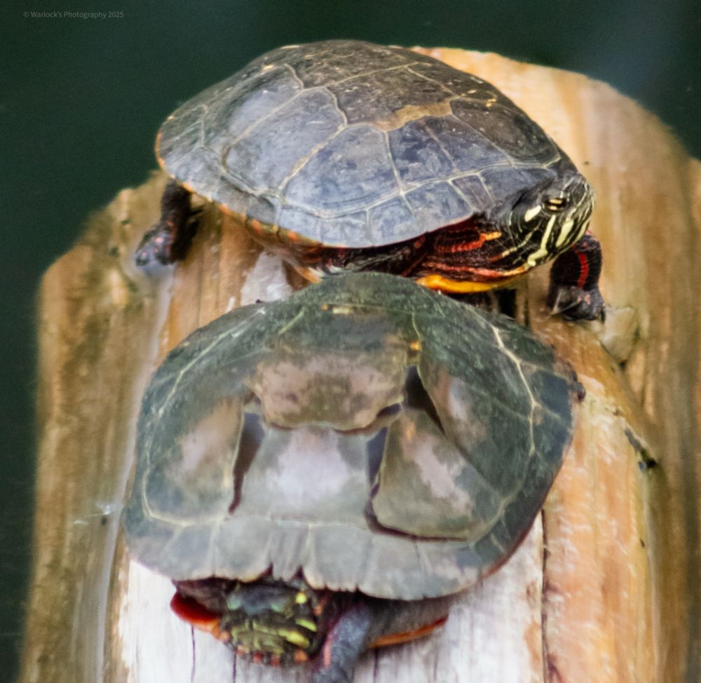 I was trying to identify them the last time I was there; they are indeed Eastern Painted Turtles. I previously thought that were Pond Sliders: Red-Eared; the shells vary considerably in shape and they have a red patch as opposed to stripes. 

Eastern Painted Turtles are often seen basking on logs, rocks and marshy knolls; best known for their vibrant yellow stripes and belly, along with its distinctive red stripes along the neck and legs. You can also see a faint reddish ring around the outer shell. 