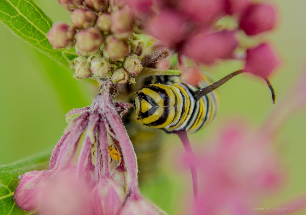 This healthy chunker has since moved in from this plant, to enter its final stage of evolution. This little fella is most likely in the fourth or fifth stage of its life-cycle; which is when their appetites really start to show. Two to three of this crawly critters can defoliate a milkweed plant in a couple of days.

That’s bad news for younglings or other species that thrive off the plant, such as Milkweed Tussock Moths.
