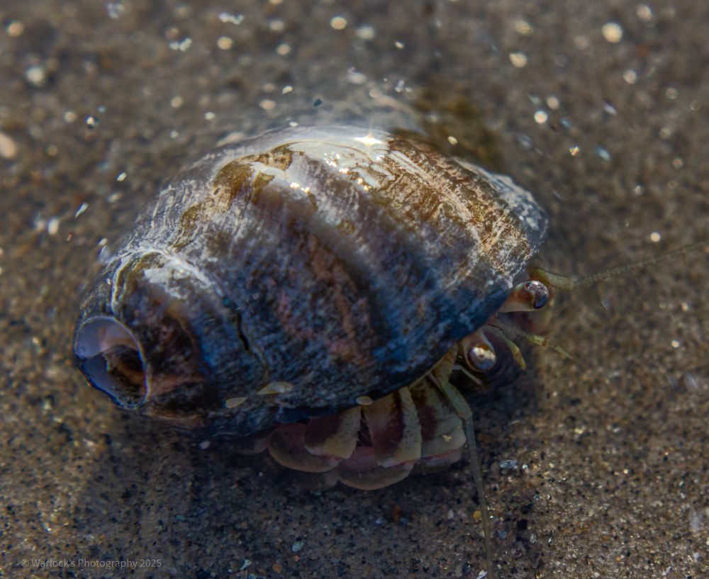 These opportunistic scavengers are not consider true crab, in the sense that they’re have a soft abdomens; resulting in their need to seek out shelter in the shells of sea snails. This differs from the traditional crab, born soft growing to form a flat harden carapace for protection. 
