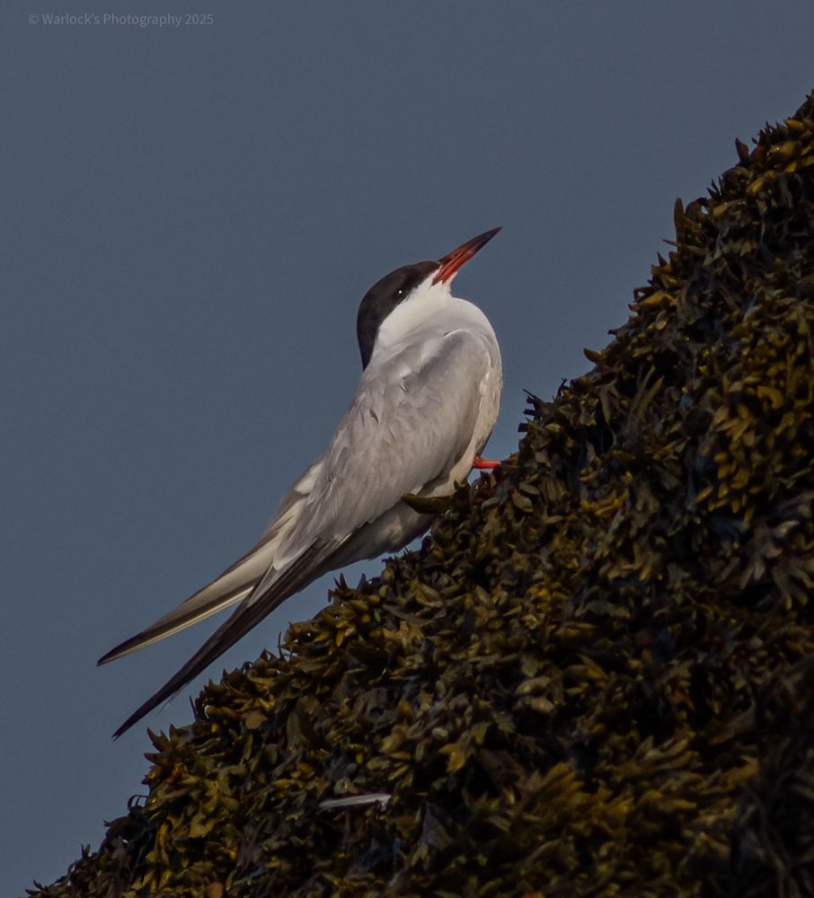 These sea birds nest is semi social colonies on islands, along seas wall, barrier beaches and salt marshes; lining their nest with scraps of vegetation and sandy debris.

Photo taken at Bates-Morse Mountain Conservation Area.