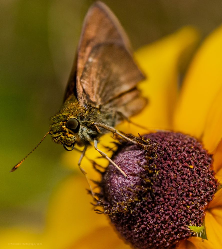 ISO 1000 55mm 0ev f/5.6 1/800s