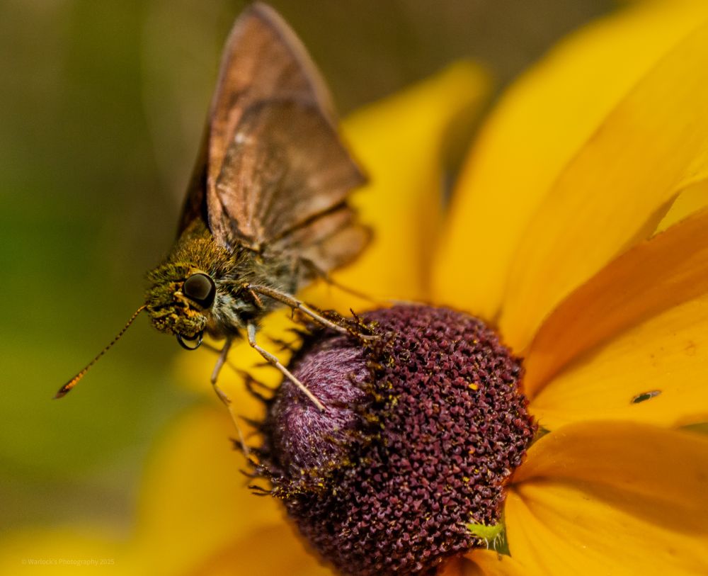 ISO 1000 55mm 0ev f/5.6 1/800s