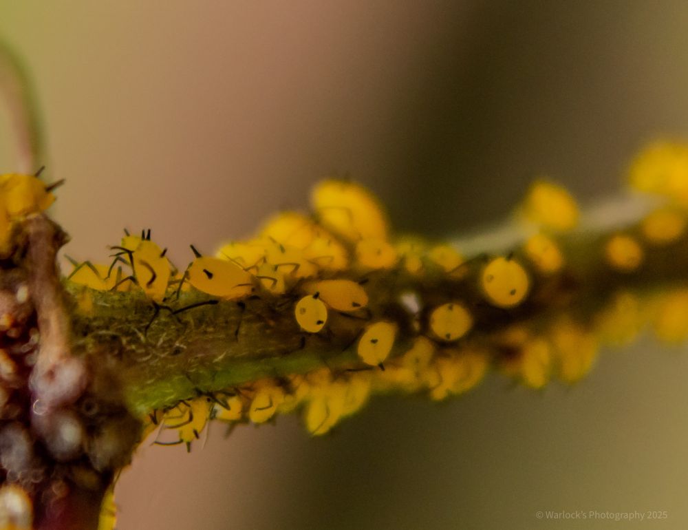 These garden pest get about a few millimeter in size, with colonies made up of varying stages along their life cycle; ranging from nymphs to adults. 
