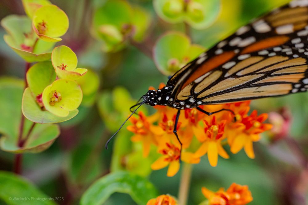 These colorful winged nectar collectors undergo a long-distance migration traveling thousands of miles; breeding in Northern parts of the US, before over wintering in Mexico and California.