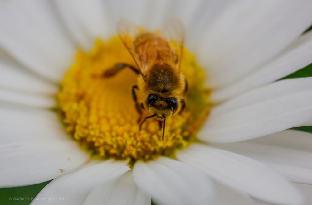 ISO250 42mm 0ev f/5 1/640s