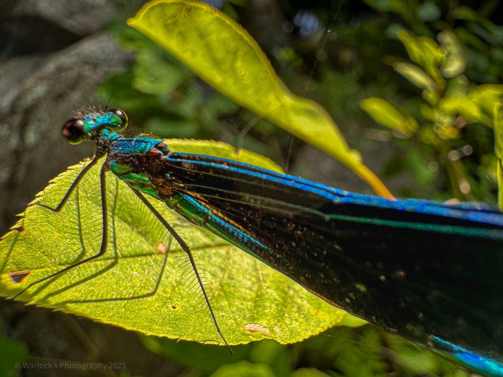 The metallic sheen and coloration, associated with the male in the photo, is the cause of sunlight refracting off the structure of insects microscopic exoskeleton. 
