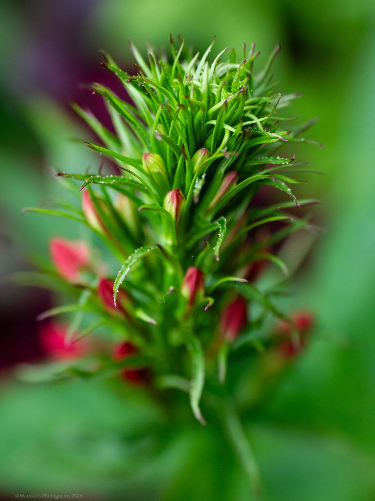 The flower was used by various Native Tribes as a relief for ailments such as fevers, cramps and stomachaches. 
( The plant itself is potentially toxic and ingestion is not recommended for those looking to self medicate. )

Cardinal Flower was first documented by Canadian Explorers, who sent samples to France in 1620. Lobelia, was formally described and named in 1753 by Carl Linnaeus in his seminal work Species Plantarum, honoring the Flemish botanist Matthias de L’Obel.

Photo was taken with a Canon T2i Rebel equip with a 18mm - 55mm Lens and Raynox-DCR 250 Snap-on Macro. 

ISO1250 36mm 0ev f/5 @ 1/500s